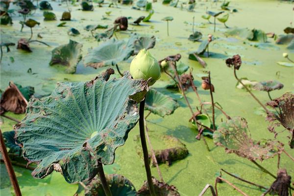 梦见枯萎的莲花池