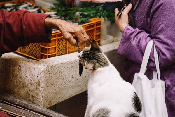 梦见喂猫吃鱼