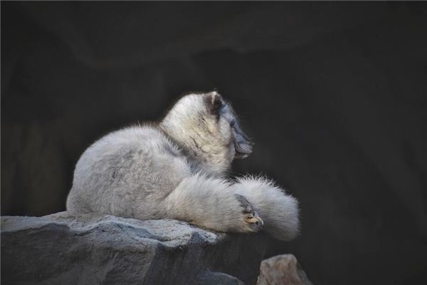 梦见狐狸变成人