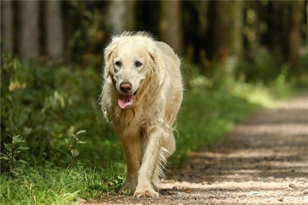 梦见猎犬尾随自己