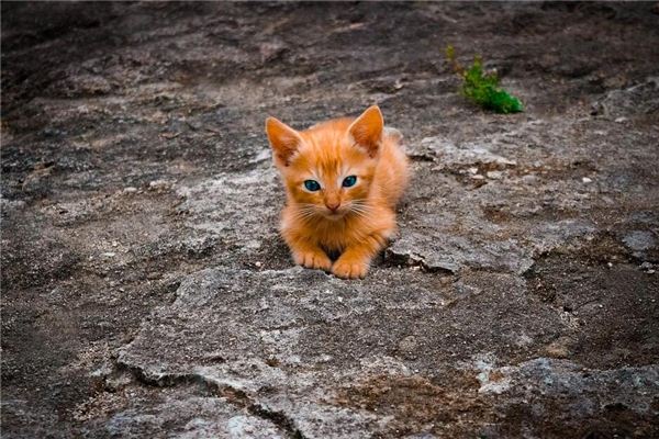 梦见小猫落地