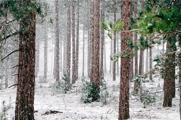 梦见春天下雪