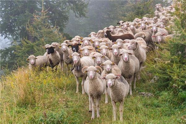 梦见一群羊跑