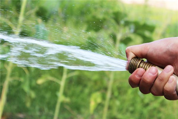 梦见给白菜浇水