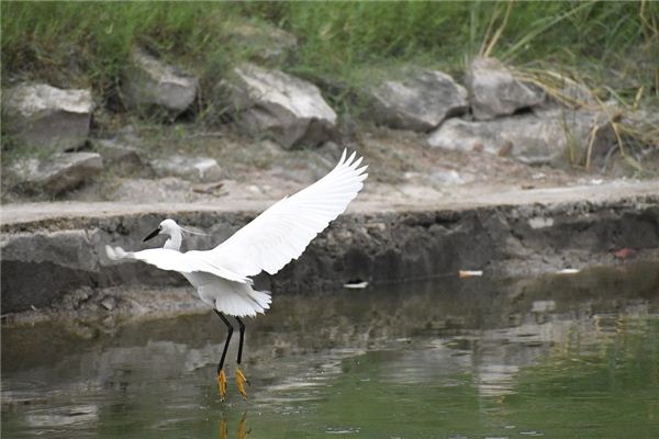 梦见野鸭飞到屋里