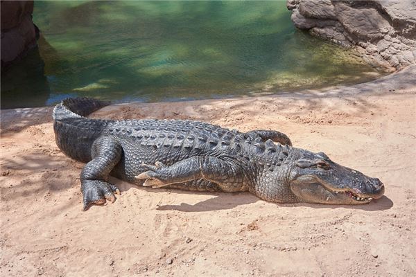 梦见鳄鱼喷水