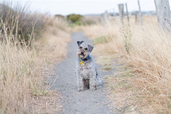 梦见养犬养狗