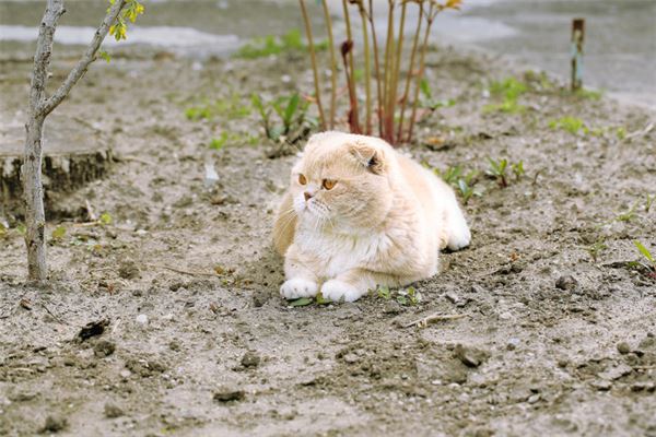 梦见被猫追咬