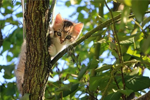 梦见自己走到哪许多猫跟到哪