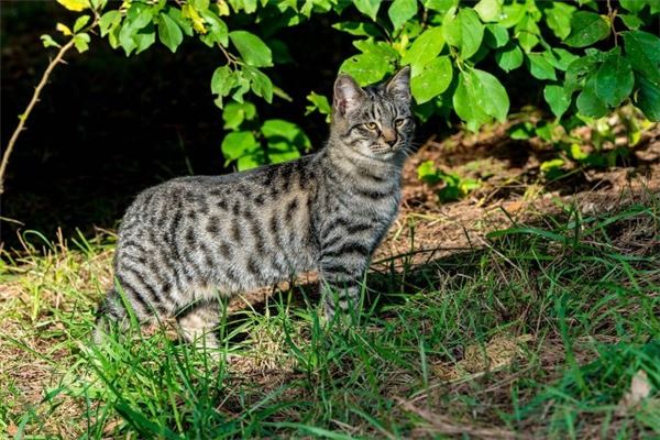 梦见被猫抓伤打针