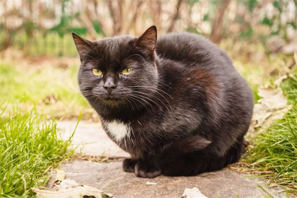 梦见黑猫生儿子