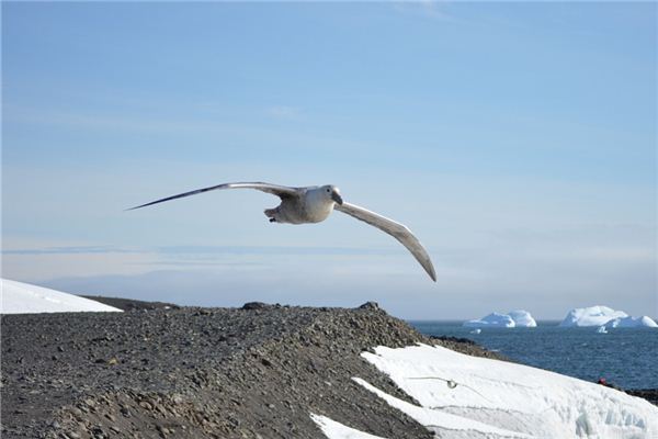 梦见海燕