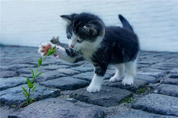 梦见自己打小猫