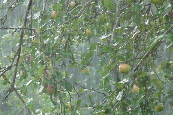 梦见女人家里下暴雨