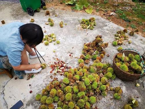 梦见捡板栗吃