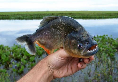 梦见食人鱼