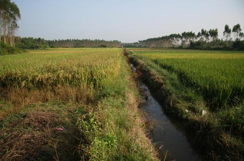 梦见田地烧水