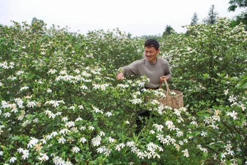 梦见采摘栀子花