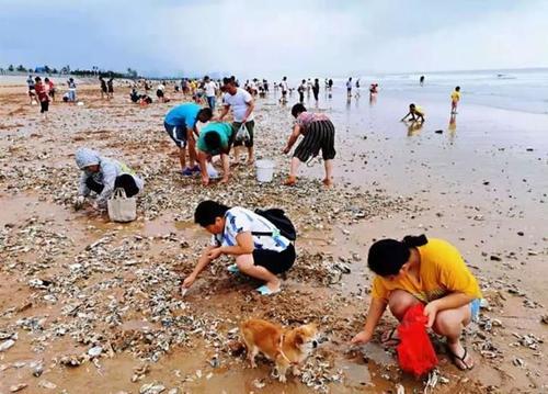 梦见海边捡海鲜